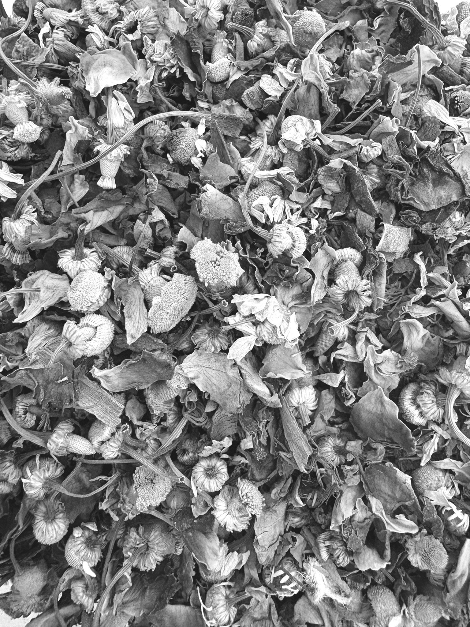 Traditional Chinese Medicine 