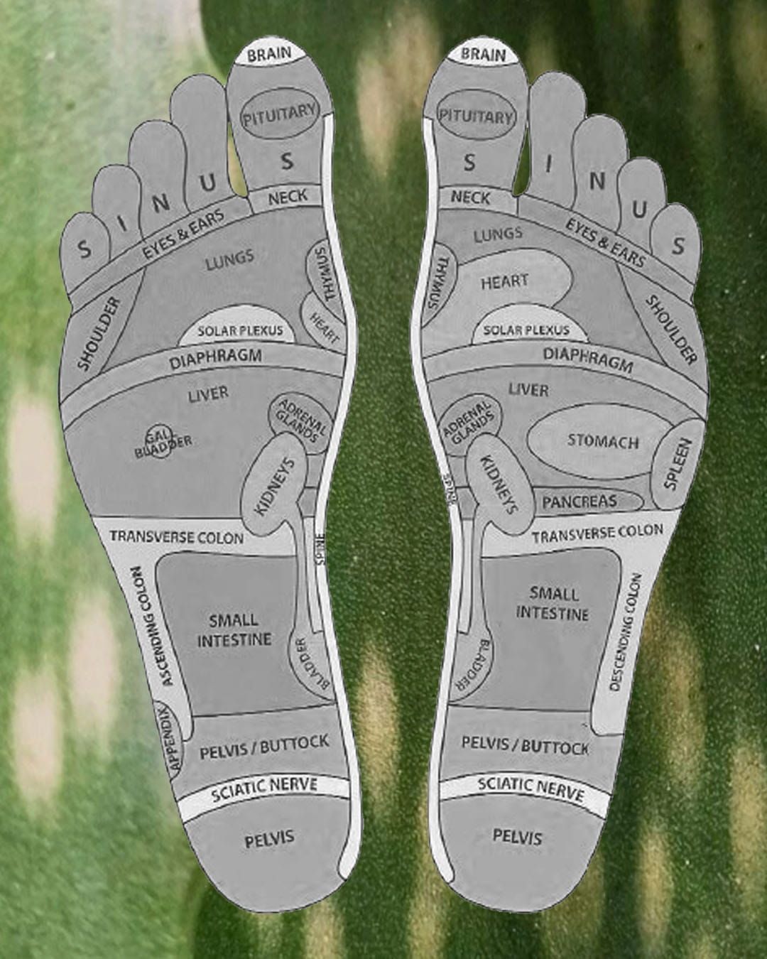 Reflexology